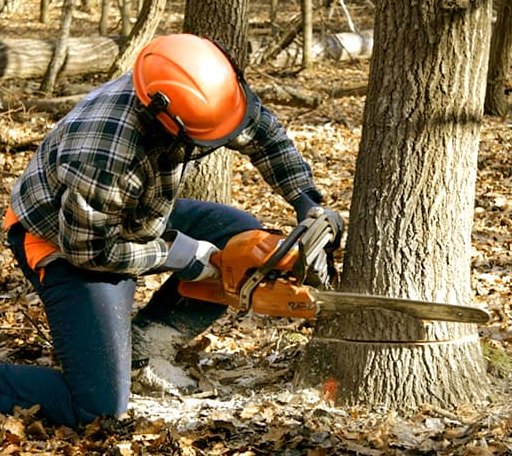 Tree Removal in Kane, IL